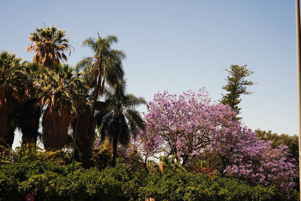Jacaranda en la capital