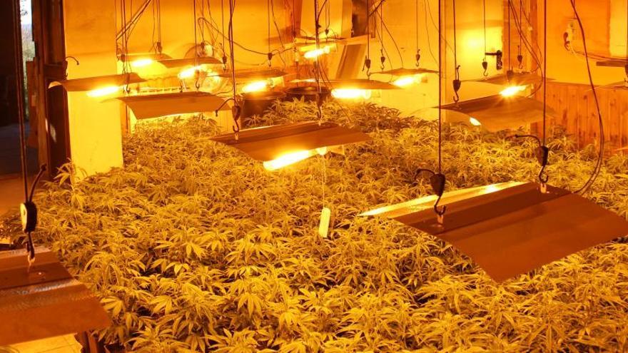 Confisquen 3.350 plantes de marihuana en una urbanització de Maçanet