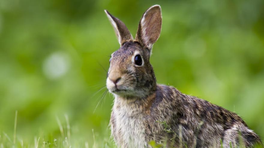 Autorizan la caza de conejos y jabalíes en la Región durante el estado de alarma