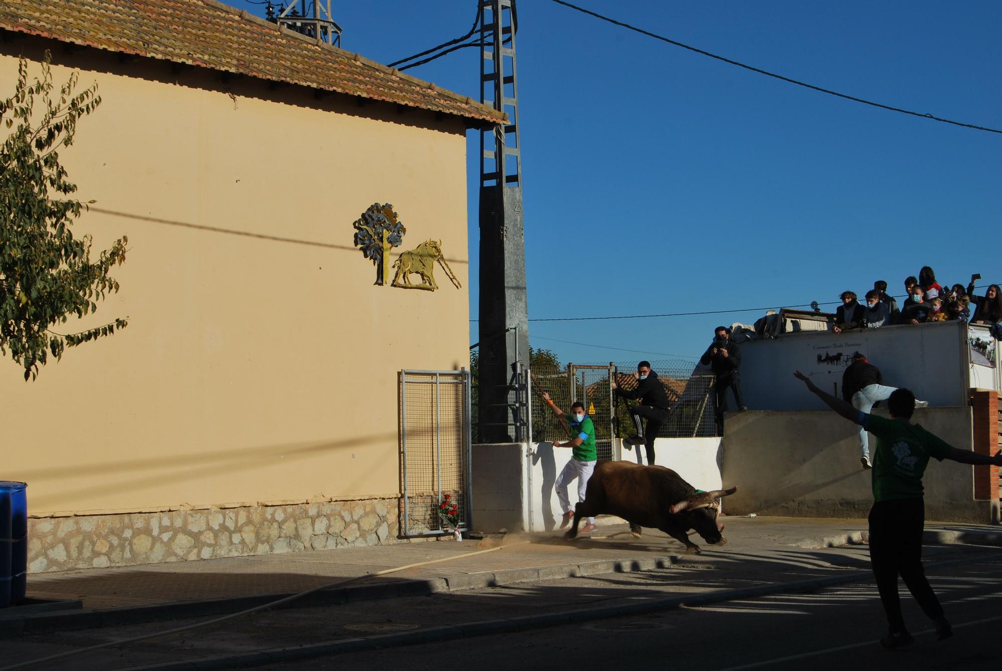 Los mejores detalles del primer 'bou en corda' de Santa Bárbara tras el covid