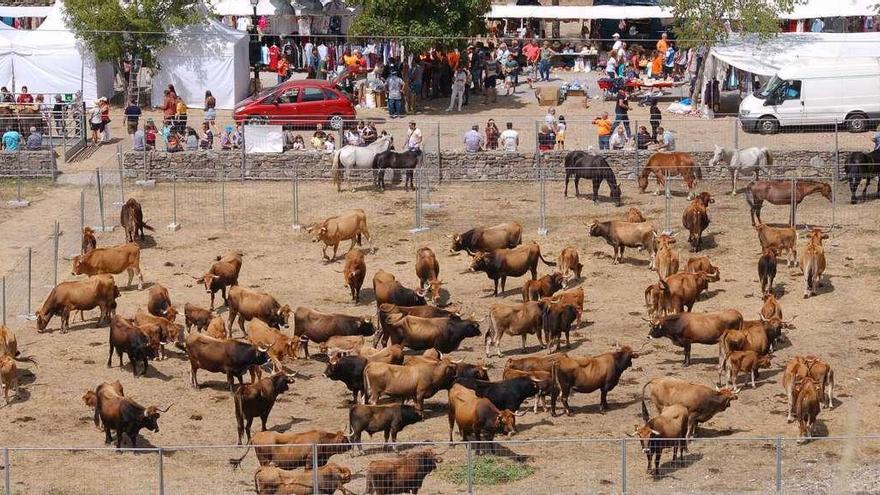 Aspecto general del mercado de ganados en la mañana de ayer en Porto.