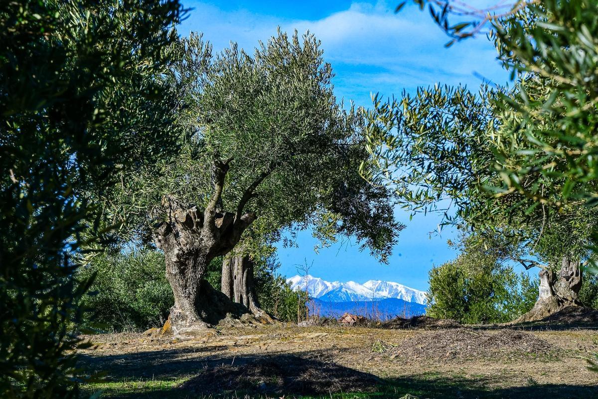 Olivars de la varietat autòctona argudell.