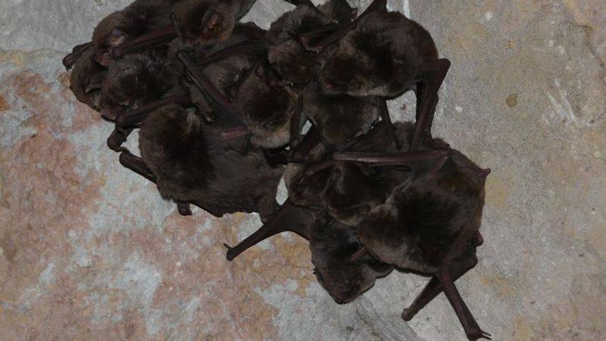 Murciélagos pescadores en la Comarca del Bajo Aragón-Caspe