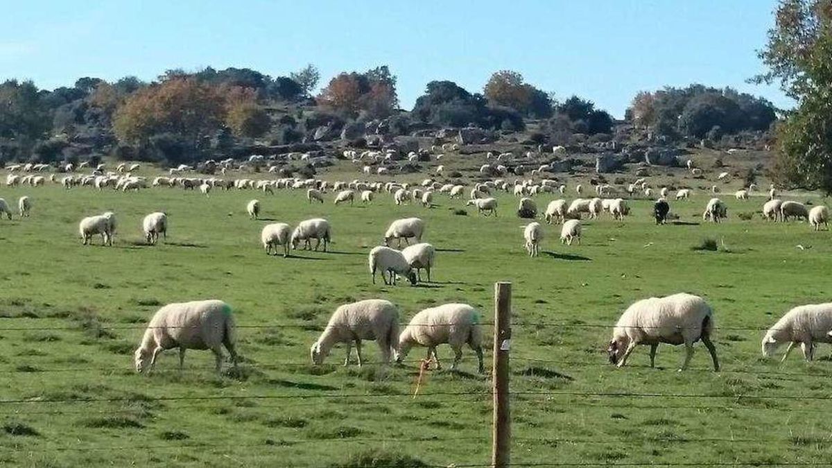 Ovejas pastando en Sayago