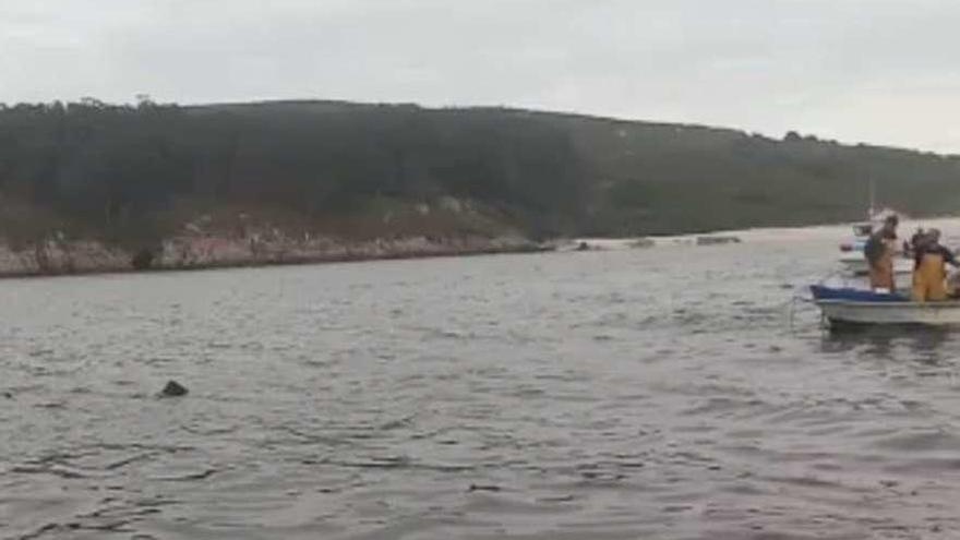 Captura del vídeo en el que se ve al tiburón junto a las embarcaciones en Ons. // FDV