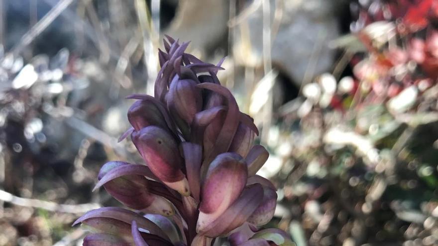 Florecen orquídeas gigantes en una montaña de Llíber castigada por el fuego