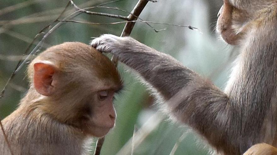 La población de primates está descendiendo