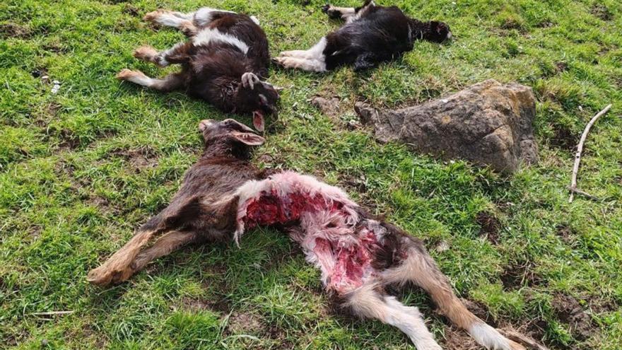 Tres cabras muertas por un ataque del lobo en Sardín. | LNE