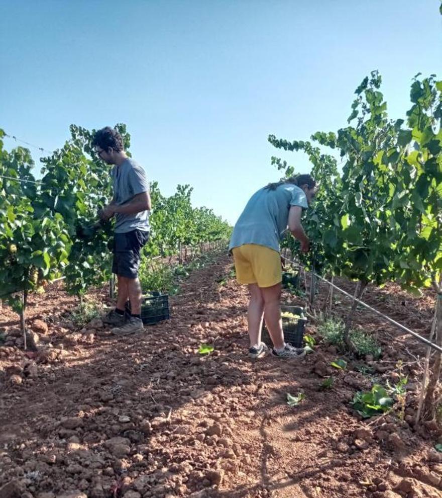 Recolectando uva blanca en Jaume de Puntiró. 