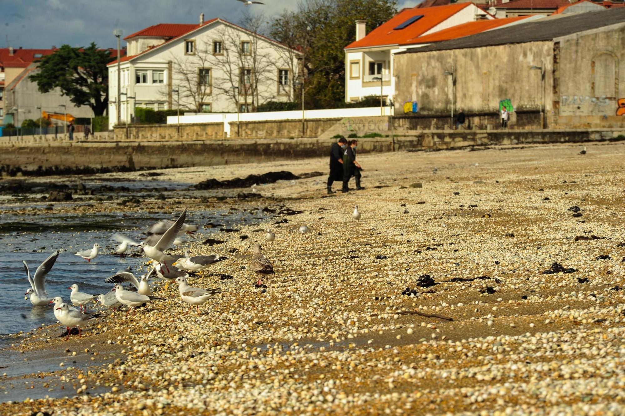 Las mariscadoras de Carril, al rescate de bivalvos en la playa de Compostela