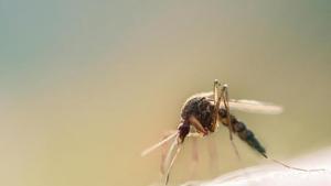 Un mosquit tigre en un imatge darxiu.
