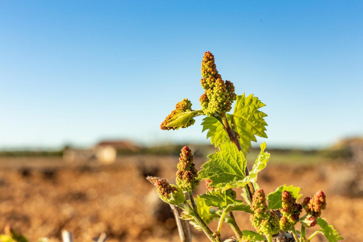 Pequeños racimos de uva en los viñedos manchegos al inicio de la primavera