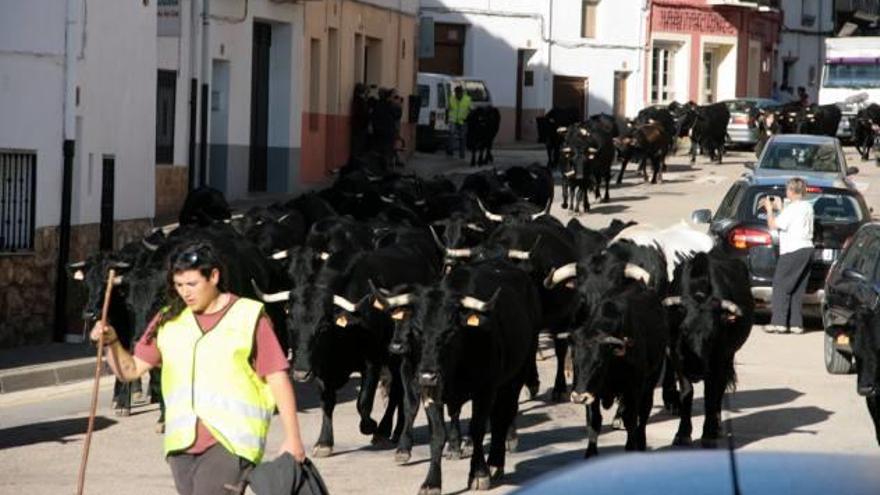 La trashumancia de ganado acude fiel a Vilafranca