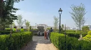 El jardín de San Carlos reabre con ocho olmos nuevos y seis bajo control