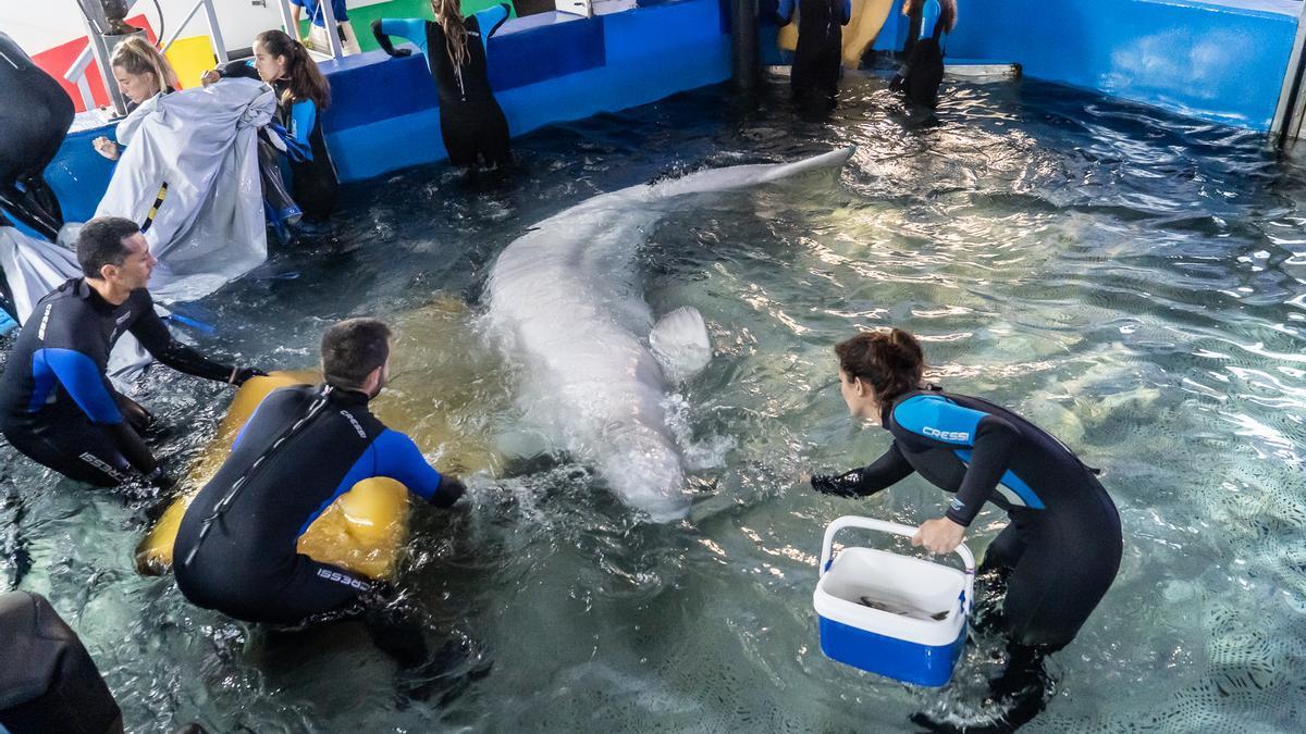 Momento de la entrada a la piscina médica del Oceanogràfic de una de las belugas de Ucrania