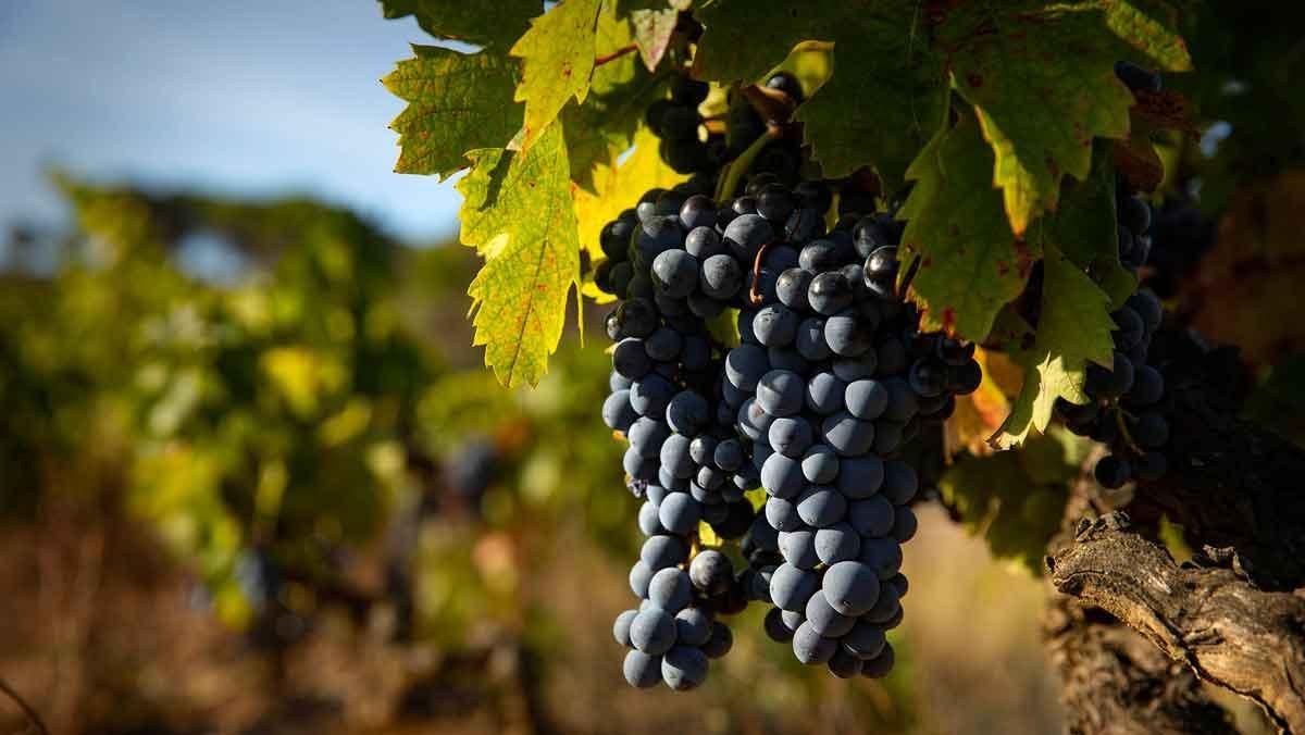 Carràs de carinyena negra, a la finca empordanesa de Vinyes d'Olivardots.