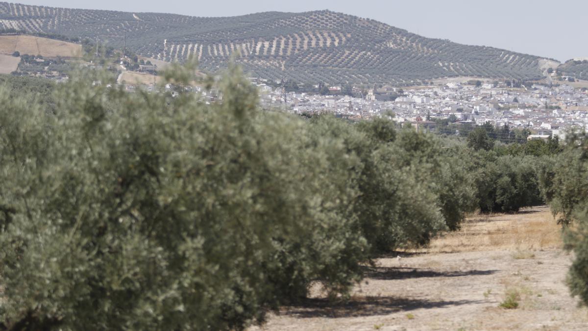 Las ayudas de la PAC son fundamentales para el campo andaluz.