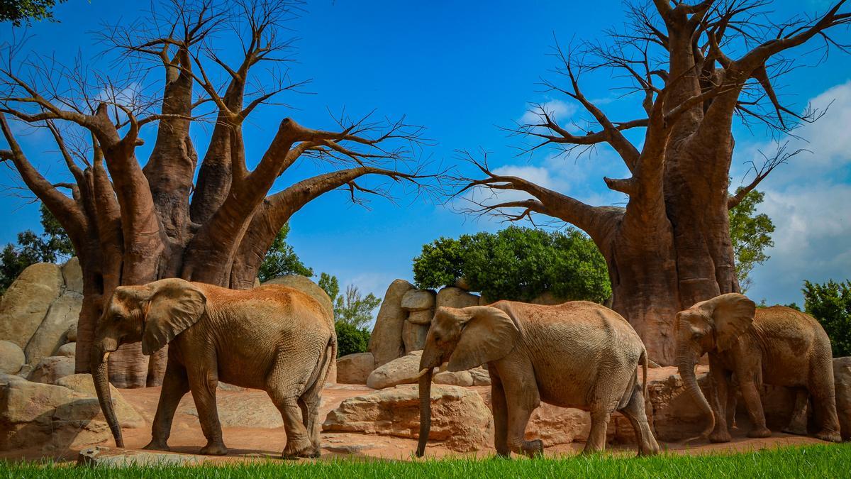 Los elefantes africanos, junto a los baobabs, forman una de las imágenes más icónicas de Bioparc.