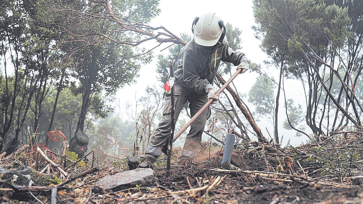 Un operario de Gesplan realiza labora de limpieza forestal.