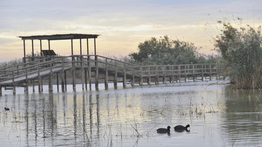 Ecologistas urgen el cierre de un coto de caza irregular en El Hondo