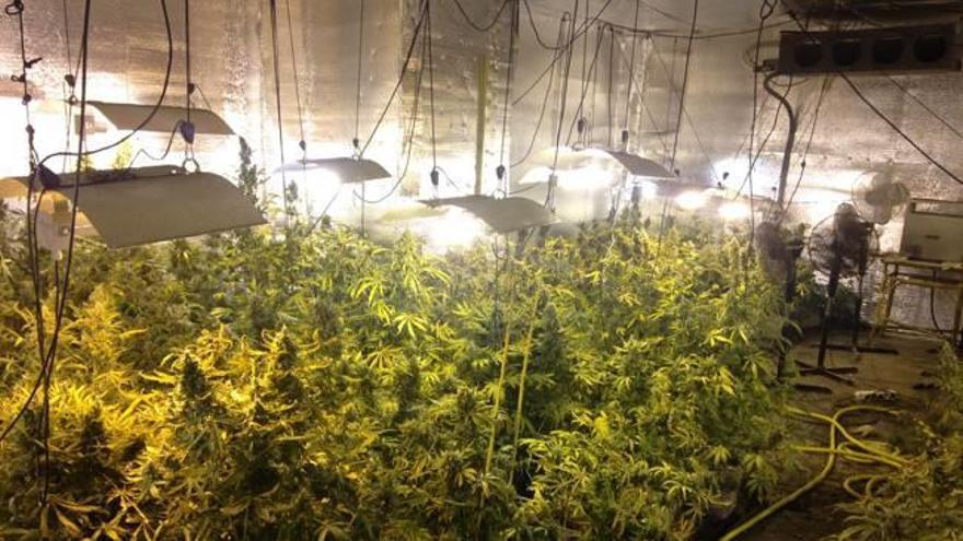 Desmantelan una nave con 600 plantas de marihuana en Altabix