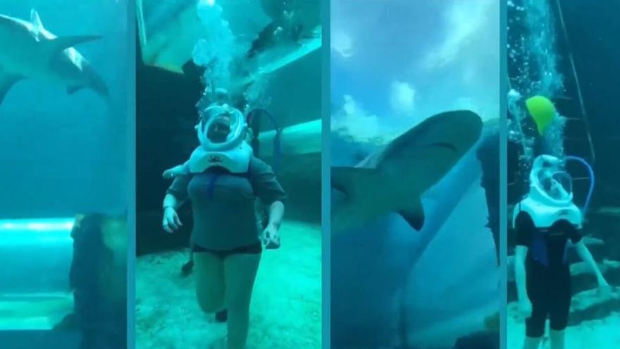 El espeluznante momento en que un niño es mordido durante un &quot;paseo con tiburones&quot; en un hotel de lujo en Bahamas