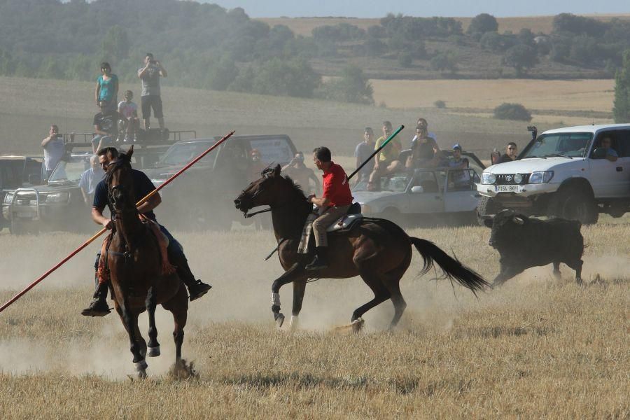 Fiestas en Moraleja del Vino: Encierro