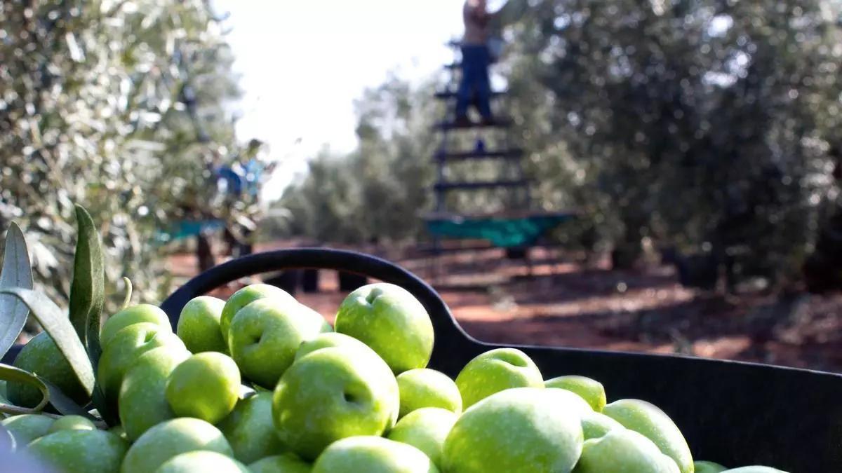 Recogida de la aceituna en Extremadura.