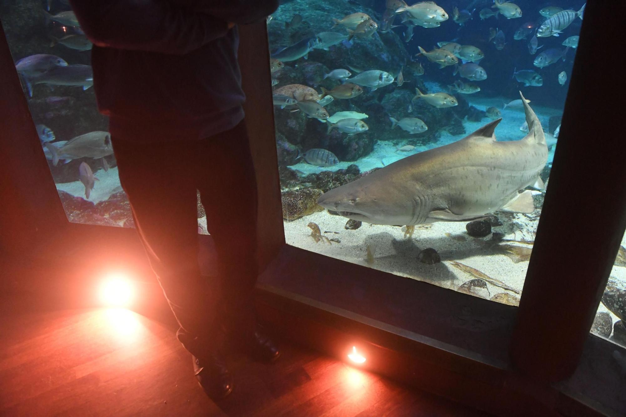 El Aquarium Finisterrae celebra su 25 aniversario