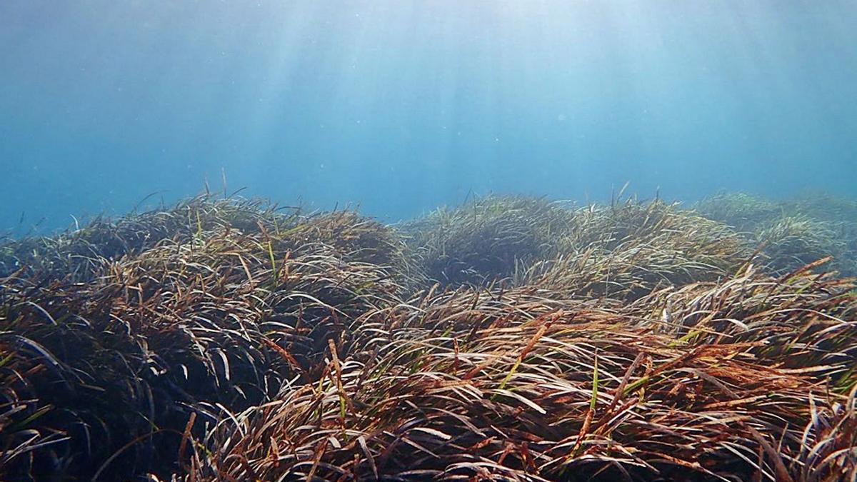 Una de las praderas de posidonia que puebla los fondos marinos de las Pitiüses.