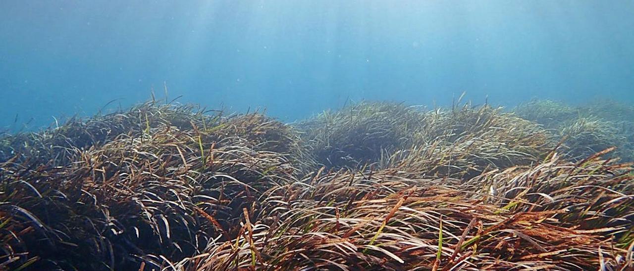 Una de las praderas de posidonia que puebla los fondos marinos de las Pitiüses. | ADRIÀ MAS