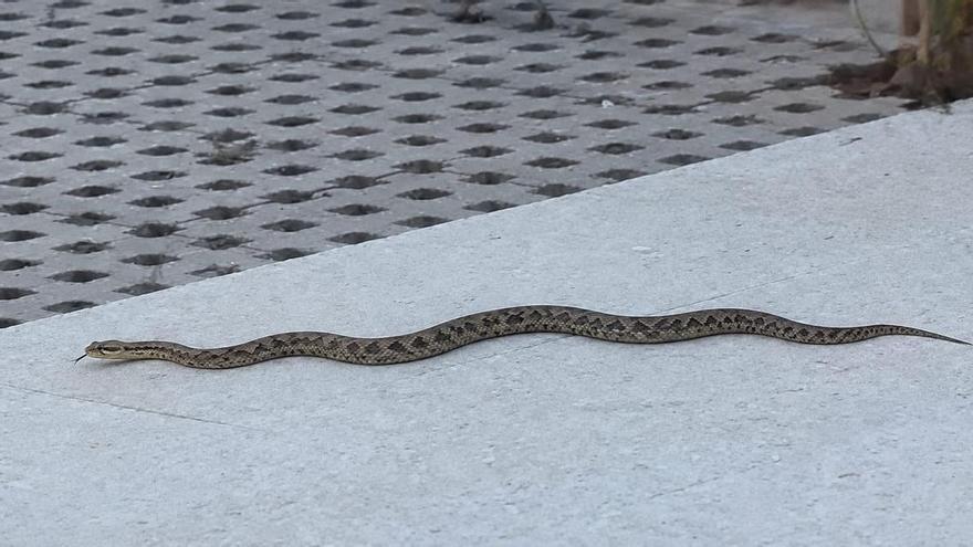 Una serpiente y una cría de pato en el nuevo centro de salud de Moaña