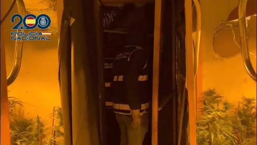 Así fue la operación para desmantelar la plantación de marihuana en un polígono industrial de Zaragoza