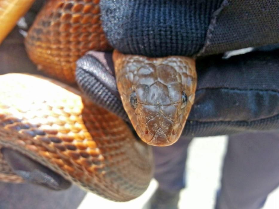 Hallan una serpiente en el patio de una casa