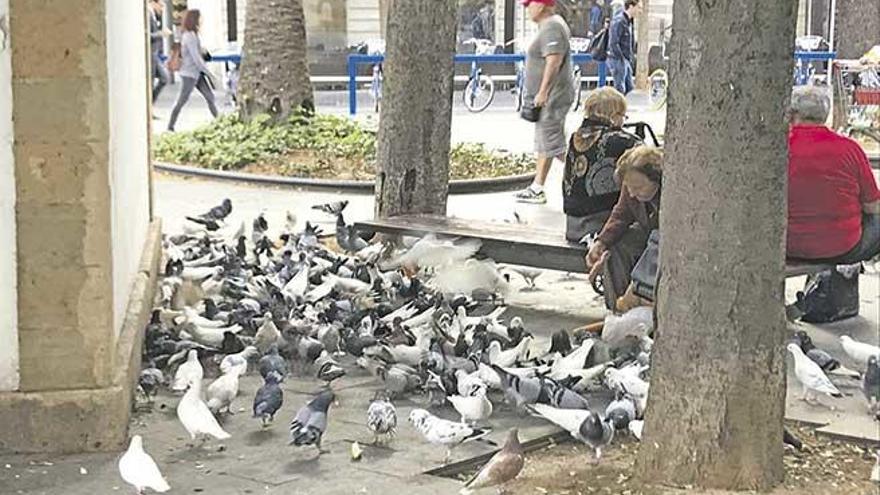 Una mujer da comida a las palomas en la plaza España.