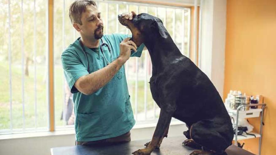 Un veterinario revisa a un animal.