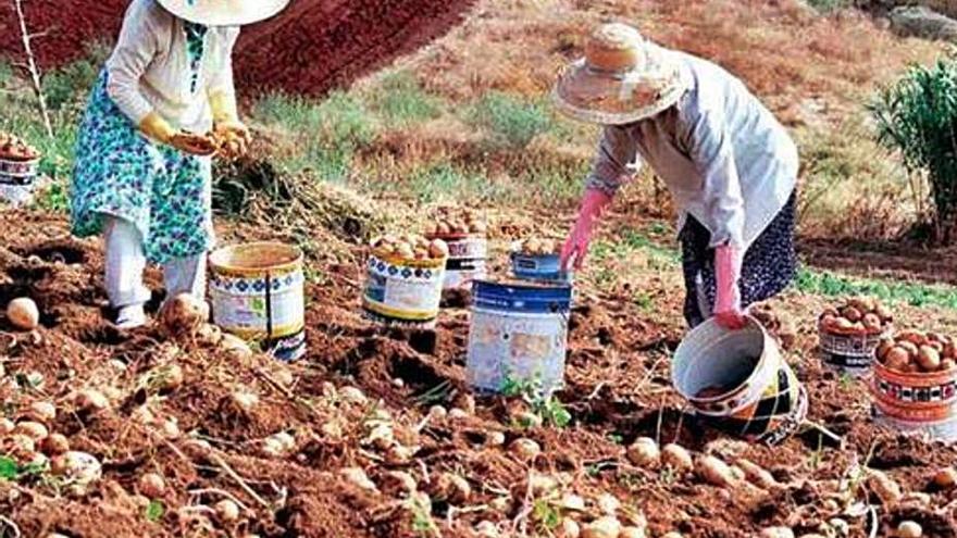 Trabajos en una plantación de papas en Tenerife.