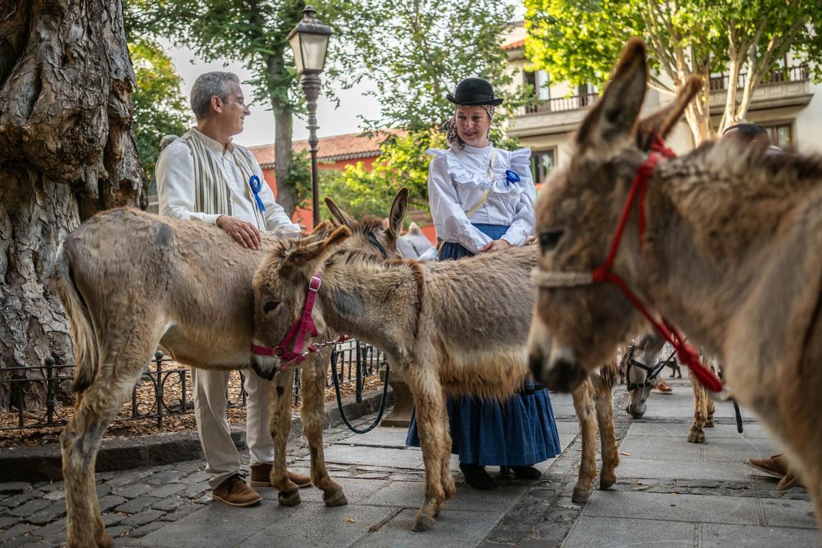 Noche de los Burros en La Laguna