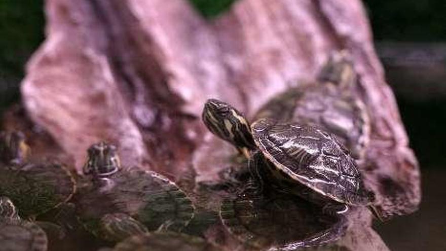 La tortuga de Florida, una potente invasora