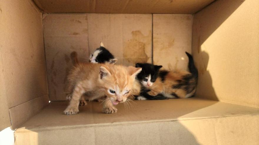 Los tres gatitos rescatados por Protección Civil de Poio.