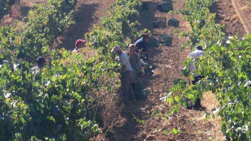 Trabajadores recogen uva durante la pasada vendimia.