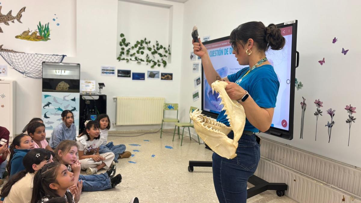Un "BioAcuario de tiburones" en el colegio gijonés Rey Pelayo (en imágenes)