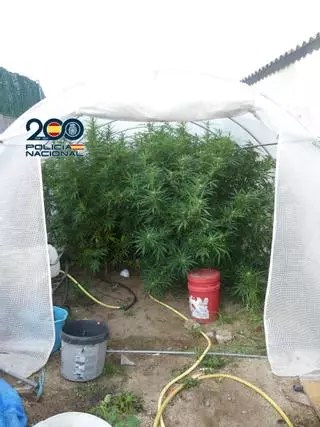 La Policía Nacional desmantela una plantación de marihuana en Marín e interviene 45 kilos