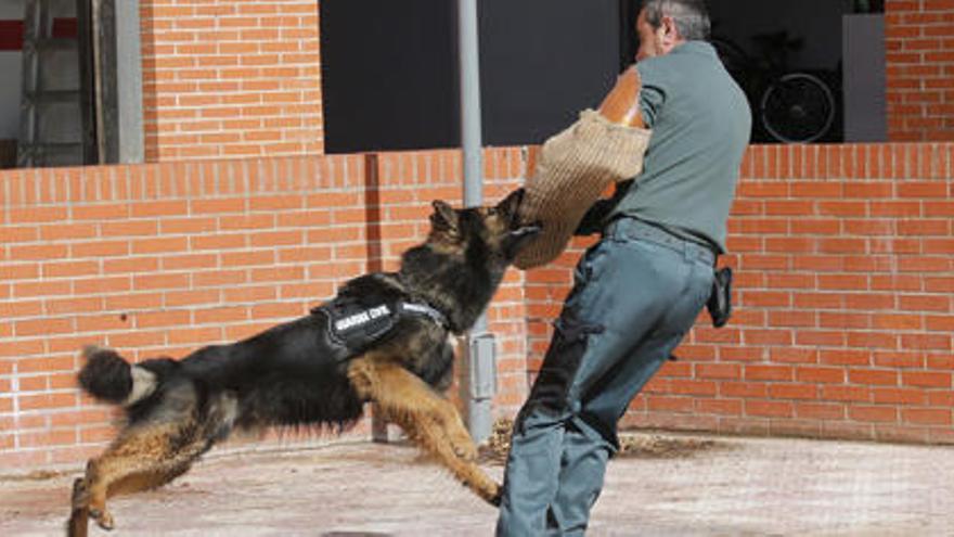 El mejor olfato de la Guardia Civil