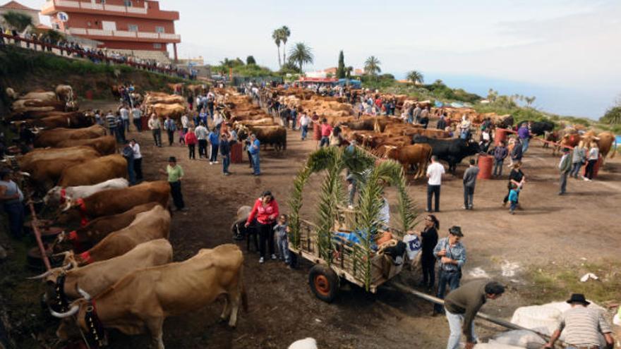 Feria de ganado en Tacoronte.