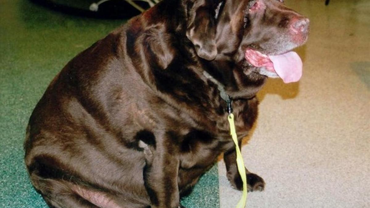 Uno de los animales obesos en el Reino Unido, el perro labrador Rusty.