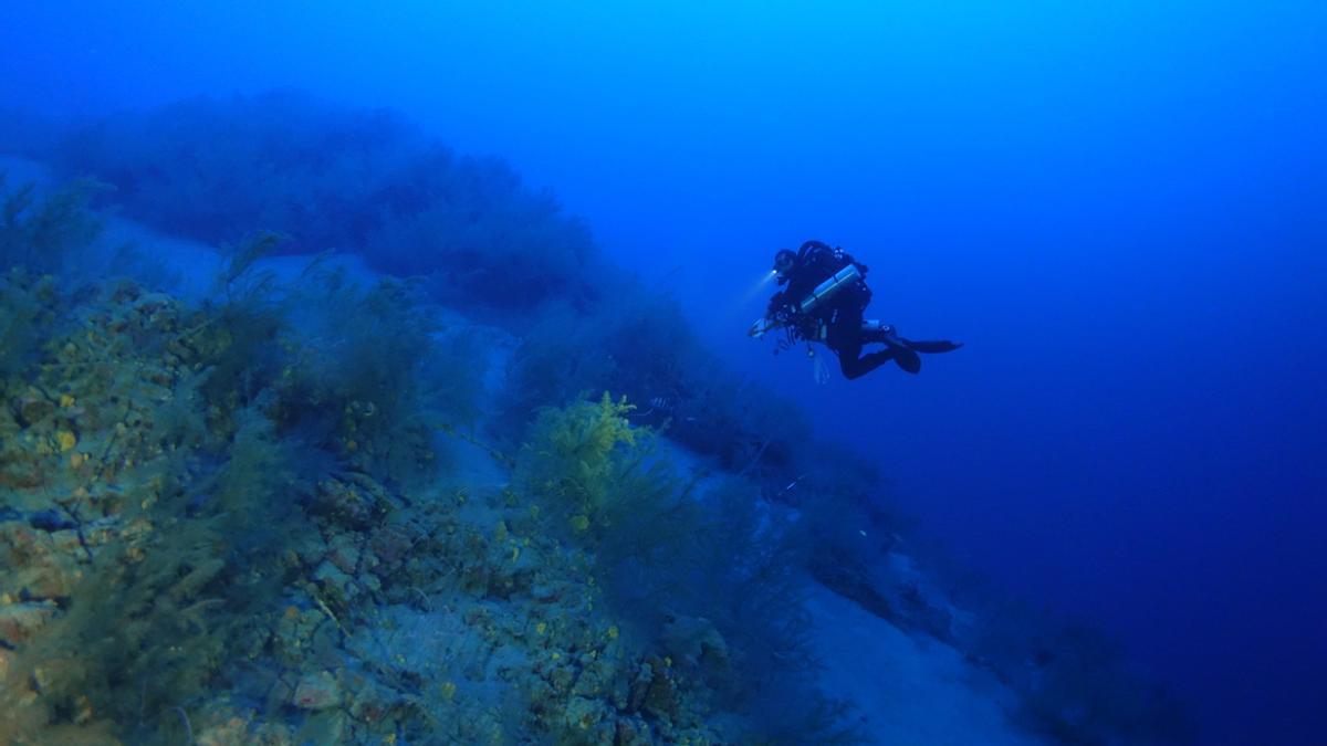 La investigadora predoctoral de la ULPGC, Sandra Navarro, durante la recogida de muestras en el mar, a 65 metros, en bosque de coral negro en Lanzarote.