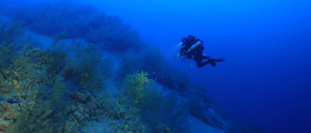 La ULPGC descubre una nueva especie de crustáceo en las aguas de Canarias