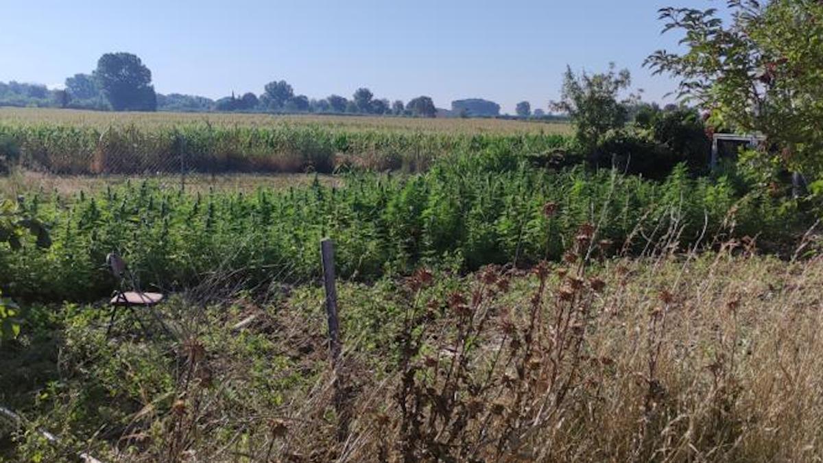 La plantació de 285 plantes de marihuana descoberta a Cabanes