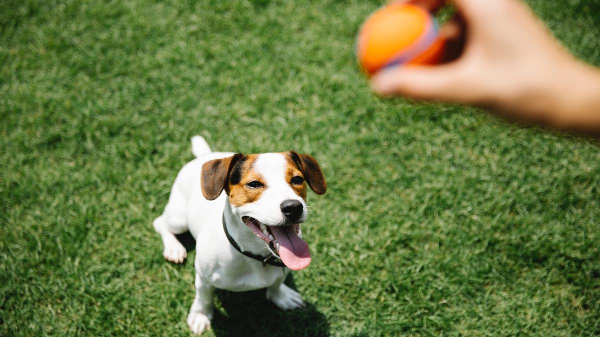 Las razas de perros más fáciles de enseñar.